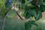 Image result for Hippocratea africana