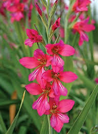 Image result for Gladiolus verdickii