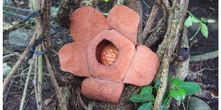 Tapi sejumlah peneliti dan aktivis pecinta rafflesia di bengkulu pernah menyebutkan. Bedanya Wisata Bunga Rafflesia Di Indonesia Dan Malaysia Halaman All Kompas Com