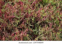 Image result for Sarcocornia