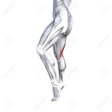 2 the tibialis posterior has a major role in supporting the medial arch of the foot. Concept Conceptual 3d Illustration Fit Strong Back Upper Leg Human Anatomy Anatomical Muscle Isolated White Background For Body Medical Health Tendon Foot And Biological Gym Fitness Muscular System Stock Photo Picture And