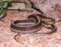 The pictures of garter snakes depict a lot about their lives in the wild. Red Sided Garter Snakes And The Narcisse Snake Dens Of Manitoba Owlcation Education