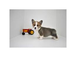We decide to make the vlog to. Pembroke Welsh Corgi Dog Male Sable White 2223656 My Next Puppy