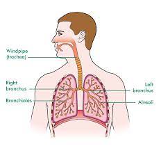 How the body works main page kidshealth. How The Lungs And Respiratory System Work With Diagrams Macmillan Cancer Support