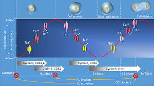 We're still waiting for felipe contreras opponent in next. Cancers Free Full Text Voltage Gated Ion Channels In Cancer Cell Proliferation Html