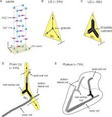 It is important to take into consideration the type of glass that was broken, if it was broken accidentally or intentionally and also many. Culture Of And Experiments With Sea Urchin Embryo Primary Mesenchyme Cells Sciencedirect