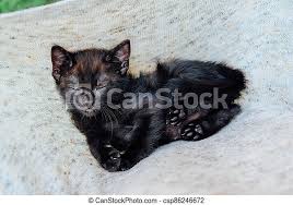 Enter your email address to receive alerts when we have new listings available for kittens free to good home uk. Adorable Little Black Kitten Close Up One Month Old Cat Adoption Concept Copy Space Canstock