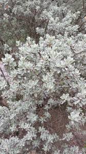Leucophyllum frutescens is an evergreen shrub in the figwort family, scrophulariaceae, native to the state of texas in the southwestern united states and the states of coahuila, nuevo león, and tamaulipas in northern mexico. Cenizo Texas Sage Keep Austin Biodiverse