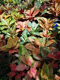 Aglaonema Bed Bunga