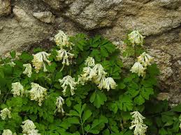Image result for Corydalis mildbraedii