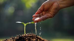 Image result for planting seeds idea