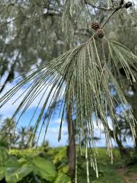 Image result for Casuarina junghuhniana
