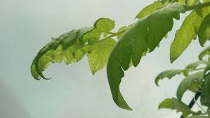In tomato, there are several virus diseases (e.g. Tomato Leaves Curling Down