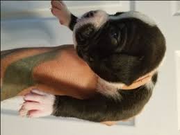Look at pictures of french bulldog puppies who need a home. Litter Of 8 Boxer Puppies For Sale In Panama City Fl Adn 37821 On Puppyfinder Com Gender Male Age 2 Boxer Puppies For Sale Boxer Puppies Puppies For Sale