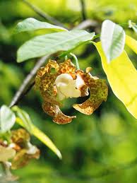 Image result for Monodora stenopetala