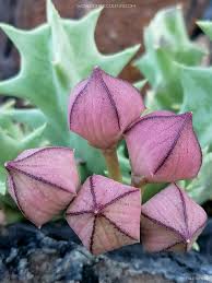 Image result for Orbea maculata