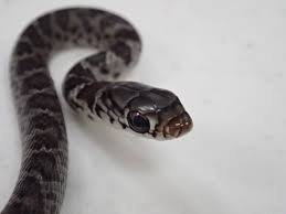 Black ratsnake, alleghany black snake, black chicken snake, black coluber, black pilot snake some individuals in southwestern virginia, particularly in pulaski and washington counties, retain. Snake Hitchhikes To Maui In Virginia Visitor S Backpack Honolulu Star Advertiser