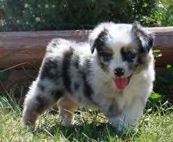 Below are our newest added australian shepherds available for adoption in texas. Visit Our Website For Puppies I Have For Sale Aussie Dogs Australian Shepherd Aussie Puppies