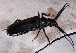 A bite from a beetle can cause extreme pain and blistering to the human body and skin. Is The Palo Verde Beetle Dangerous Absolute Exterminating Inc