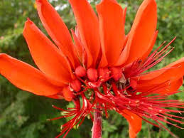 Image result for Erythrina madagascariensis