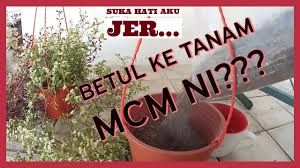 Tanaman gantung acalypha memiliki bentuk bunga eksotis yang berbulu dan berbentuk seperti kumpulan ekor kucing berwarna merah. Jom Tanam Pokok Ros Jepun Bunga Hiasan Gantung Youtube