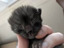 Wrap your kitten in a blanket with its head exposed. Kitten Academy On Twitter Tiny Eyes Just Starting To Open It S The Inner Corner That Opens Just A Tiny Bit First Then A Couple Days Later It S Eyes Wide Open Https T Co Fpx4ixwhq3