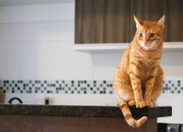 High blood pressure is a term that is used to acknowledge that a person's blood pressure is above what is considered normal. Chocolate Poisoning In Cats Petmd