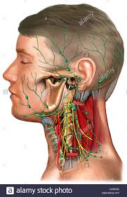 Anatomy of the lymph system. Lymphsystem Kopf Und Hals Stockfotografie Alamy