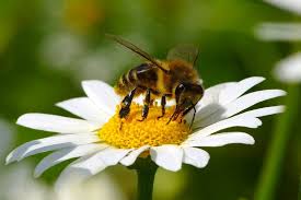 6,390 likes · 43 talking about this · 10 were here. Bienenfreundliche Pflanzen Eine Bereicherung Galanet