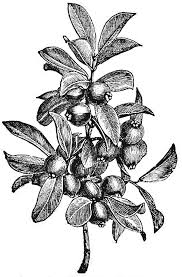 Image result for Sericostachys scandens