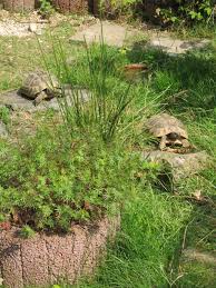 Freigehege Fur Griechische Landschildkroten In 2020 Landschildkroten Griechische Landschildkrote Schildkrotenhaus