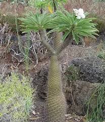 Image result for Pachycarpus eximius