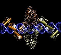 Gene editing and Targeted Integration Using Zinc Finger Nucleases for  Subjects with Hemophilia B