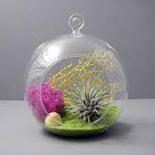 See more ideas about air plant terrarium, plant design, air plants. Create An Unforgettable Air Plant Terrarium