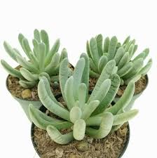 Image result for Senecio sp.no.3
