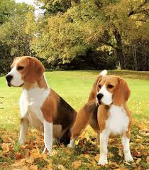 In this article, we are going to share a good name for a male and female beagle.due to its lovable and curious personality, this dog is a favorite family dog. Beagles Beagle Puppy Beagle Hound Beagle