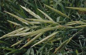 Image result for Bromus