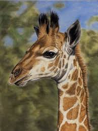 I M The Tallest By Sarahharas07 On Deviantart Giraffe Art Animal Paintings Giraffe Illustration