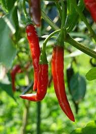 Bird S Eye Chili Substitute Chile De Arbol Rivieramaya Stuffed Peppers Pepper Plants Stuffed Hot Peppers