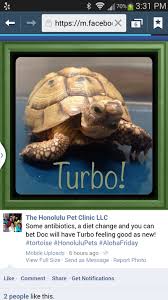 Maybe you would like to learn more about one of these? Hawaii United States Vets Find Veterinarians In Hawaii Topvet