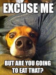 Bahaha Dog Quotes Funny Dog Jokes Funny Dog Pictures