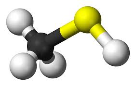 Image result for Methanethiol
