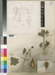 Image result for Gardenia cornuta