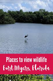 Get directions, maps, and traffic for fort myers, fl. Crikey Where To Find Wildlife Near Fort Myers Florida Yodertoterblog