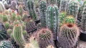 Cacti species native to mexico. Mesa Garden Cactus Greenhouse In Belen New Mexico Youtube