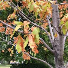 Start by removing any damaged or decaying. Leaf Indicators Of Tree Health Lee Valley Tools