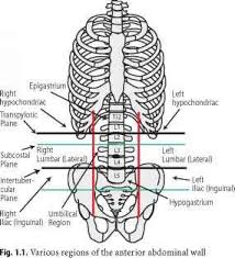 Pin On Abdomen