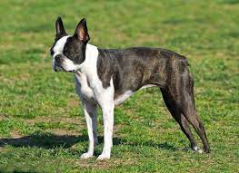 Check spelling or type a new query. Boston Terrier Dogs And Puppies For Sale In The Uk Pets4homes