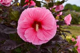 Image result for Hibiscus noldeae