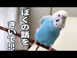 お喋り 自分のオヤッが少し だということを知ってしまっm youtube 2021 インコ 鳥 お腹
